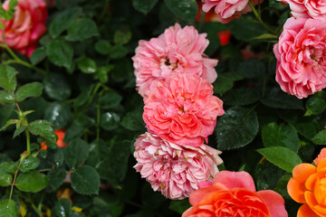 Fototapeta premium Beautiful roses blooming with green leaves.