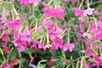 Obraz premium Beautiful pink flowering tobacco plants