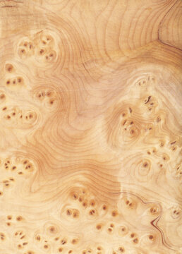 Macro photo of wood cross section Wood grain texture background