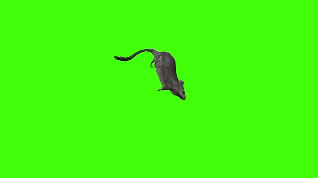 4k Rat Rodents diggers driven by the instinct to find food front view animation on isolated Green Screen, 3D Realistic mice, mouse bury objects, and build safe burrows rendering on chroma key