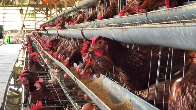 Brown chickens in tiered cages at a commercial poultry farm, with feeding troughs visible.