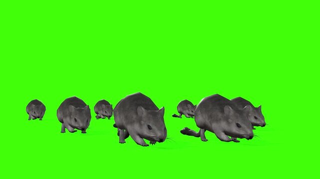 4k Invasion of Rats, Sniff Rodents walk cycle loop front view animation on isolated Green Screen, 3D Realistic mice, mouse slowly walk rendering on the chroma key, video for your rhymes, stories