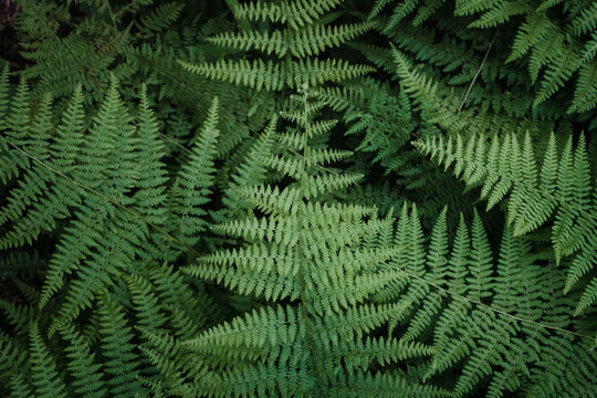 Wild Fern Background