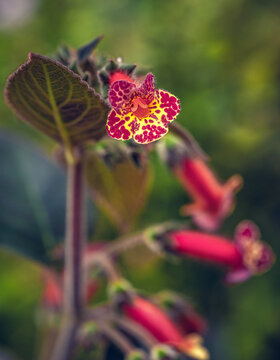 Kohleria plant in bloom