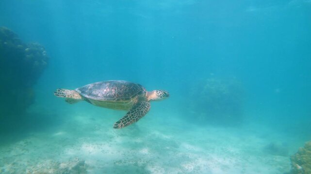 Green sea turtle glides effortlessly through crystal clear tropical waters. Serene and peaceful scene of marine biodiversity and natural beauty of the ocean's coral reef ecosystems 
