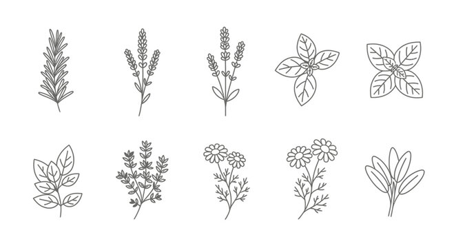 Herbal Line Art Collection: Rosemary, Lavender, Basil, Thyme, Chamomile, Sage