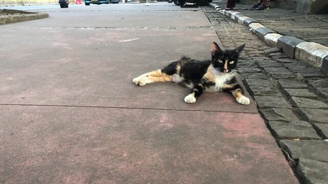 A calico cat with black, white, and orange patches lies on a textured sidewalk.