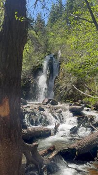 A vertical video capturing a serene forest waterfall as it flows over mossy rocks and fallen logs. The scene is surrounded by dense green foliage and tall trees under bright, natural daylight, creatin