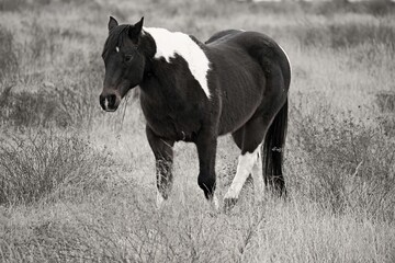 Horse © Peder