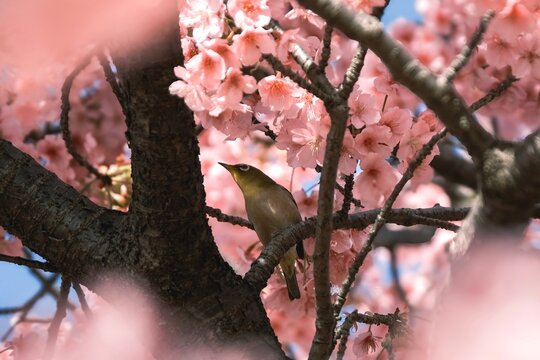 Japanese White-eye perched on a cherry blossom branch