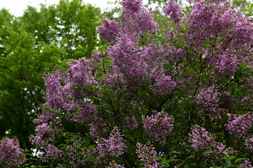 Obraz premium Blooming lilac flowers of syringa vulgaris blooming in summer garden