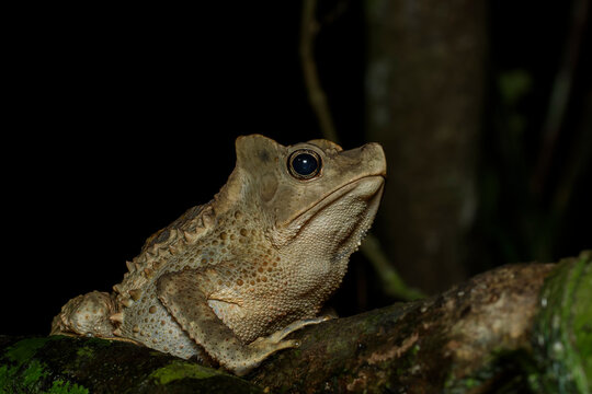 Large Amazon toad (Rhinella sp.) nocturnal portrait on mossy branch showing detailed warty skin texture and golden-ringed eye. Tiputini Biodiversity Station, Yasun&iacute; National Park, Ecuador. September 2