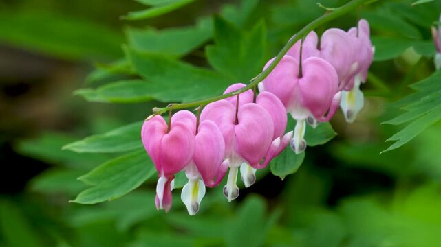 In the spring garden, a close-up of the blooming pink Hebao peony (Bleeding Heart)