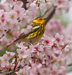 Fototapeta premium Cape May warbler perched on a cherry blossom branch