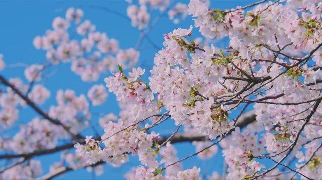 4K スローモーション　日本の春の風景、多摩川沿いの美しい桜並木と桜吹雪