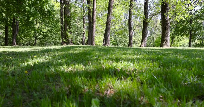 A shady park in the daytime, this park demonstrates a combination of dark trunks and bright spring vegetation in the park.