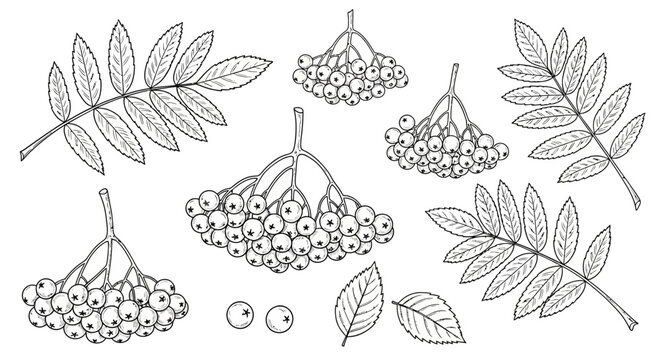 Black and white elderberry illustration, elder flower line art, botanical drawing, floral vector graphics, 8 illustrations