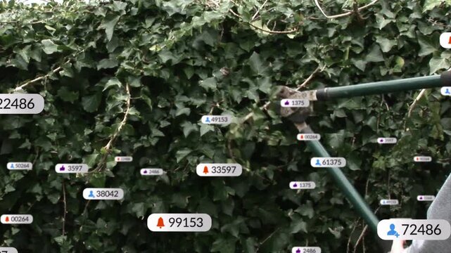 Person entering from right and gripping loppers, cutting ivy stems to clear wall, badges drifting