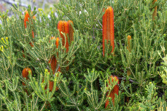 Australian Heath Banksia tree in flower