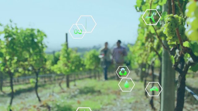 Camera pulling back, grape cluster right, hex icons drifting, couple walking, showing vineyard data
