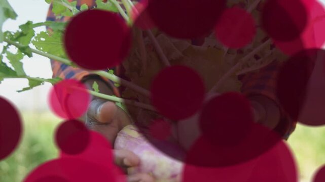 Farmer holding turnips on farm, animated red circles drifting and causing zoom to highlight bulbs