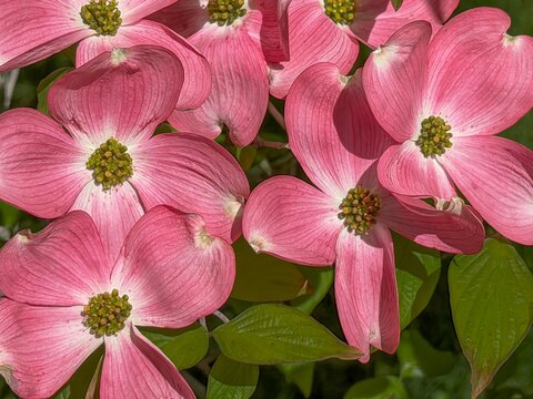 Pretty pink dogwood flowers that are on branches of a dogwood tree in Salem Oregon,