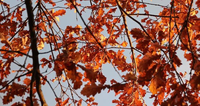 Golden oak in the wind, golden oak branches sway under the autumn sun against the blue sky with an authentic view of nature and clear contours.