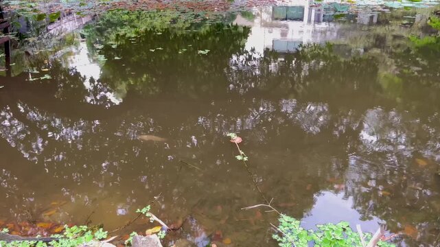 Garden pond with peaceful