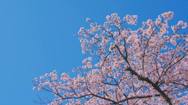 4K スローモーション　日本の春の風景、多摩川沿いの美しい桜並木と桜吹雪