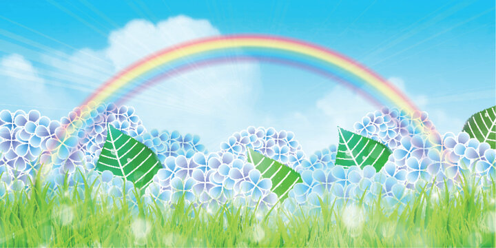 Beautiful Hydrangea Flowers With Rainbow and Green Grass Background