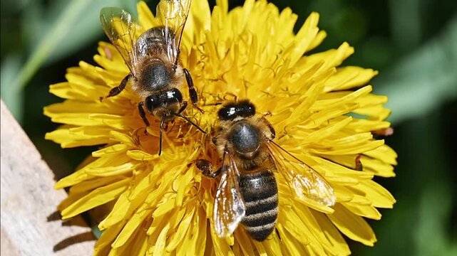 Two honey bees foraging on a yellow dandelion flower