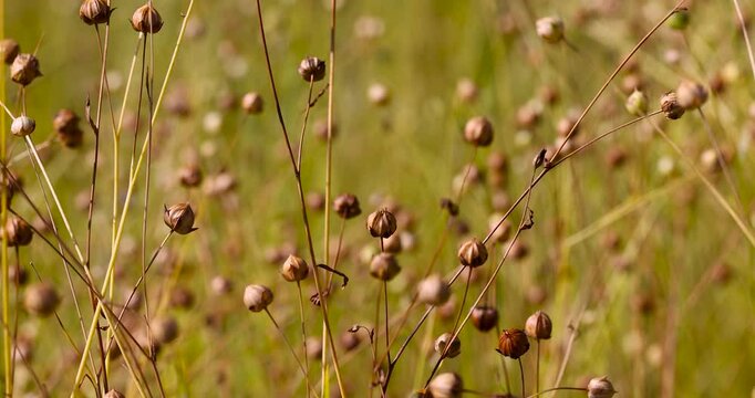 The dried boxes of flax are brown in color, this mature flax is represented as thin branches with fruits against the background of a blurred blue horizon on the farm.