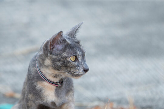 portrait of a calio cat
