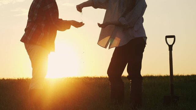 People examining soil in agricultural field during sunset. Farming, soil analysis and crop inspection concept outdoors in rural countryside at golden hour.