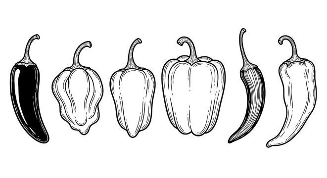 Ink drawing of assorted chili peppers isolated on white background