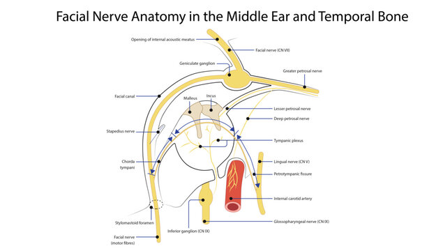 Facial Nerve Anatomy in the Middle Ear and Temporal Bone
the facial nerve course through the temporal bone showing chorda tympani, geniculate ganglion, and middle ear relations.