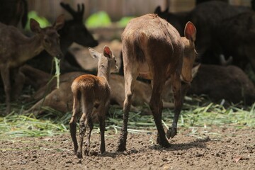 Obraz premium rear view of a small timor deer walking towards the herd with its mother