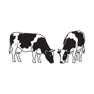 Two holstein cows grazing isolated on white background
