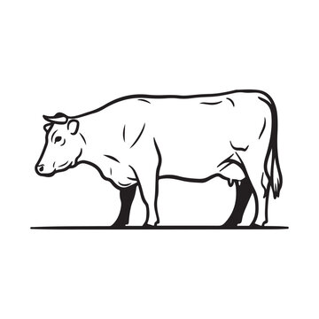 Black and white line art illustration of a standing cow