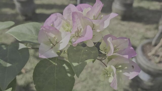 Bi-Color Pink and White Bougainvillea Flowers in a Garden