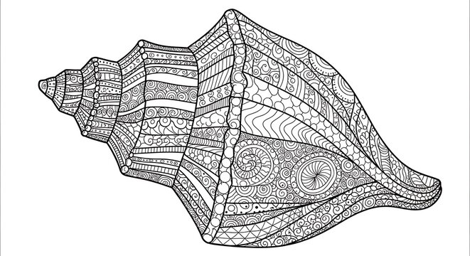 Intricate seashell illustration with detailed patterns on white background
