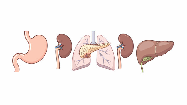 Human Internal Organs Anatomy Illustration.