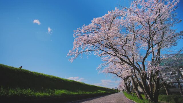 4K スローモーション　日本の春の風景、多摩川沿いの美しい桜並木と桜吹雪