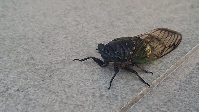 walking cicadas