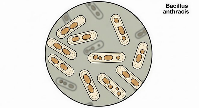 Medical illustration of bacillus anthracis bacteria in circular view