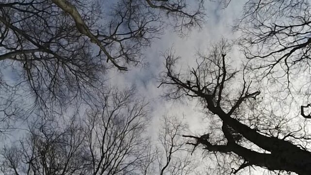 Drone video looking up through winter trees over a rural Kentucky road