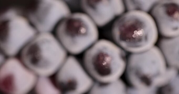 Black grapes with a white coating, ripe grapes are covered with fine dew drops and have a dense skin with a waxy layer on each individual berry.