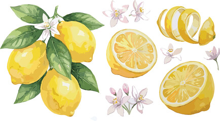Watercolor Lemon Vector Illustration Set with Whole, Sliced, and Peeled Citrus Fruits, Blossoms, and Green Botanical Leaves © MdJalal