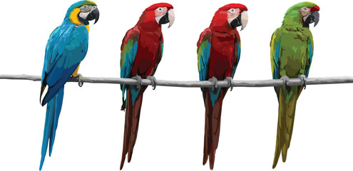 Tropical Parrot Vector Illustration Set with Colorful Macaws Perched on Branches for Exotic Wildlife and Nature Design Projects © MdJalal