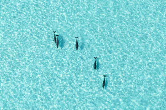 Aerial view of a pod of dolphins swimming through crystal clear turquoise ocean water with sunlight reflecting on the surface Vashafaru, Haa Alif Atoll, Maldives.